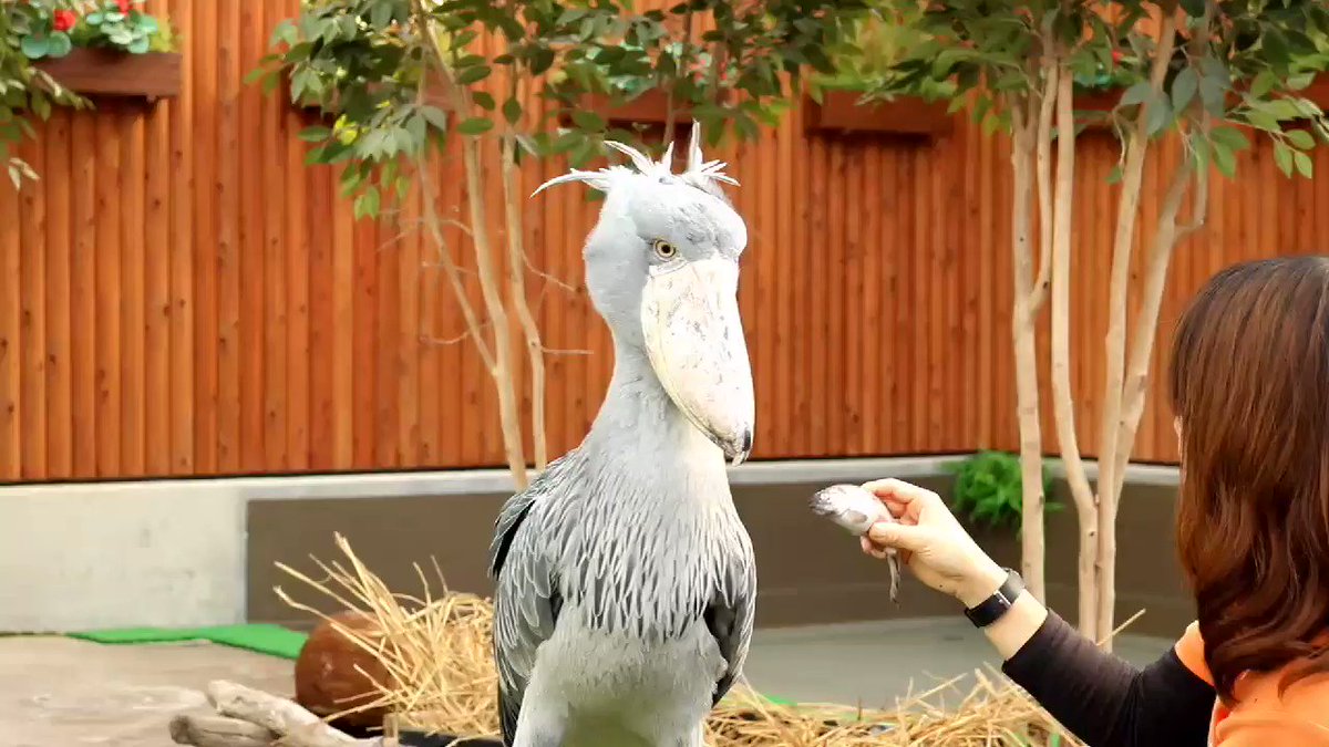 【makiwari様】　Pigeon　【ランフィ】 makiwari様】Pigeon【ランフィ】