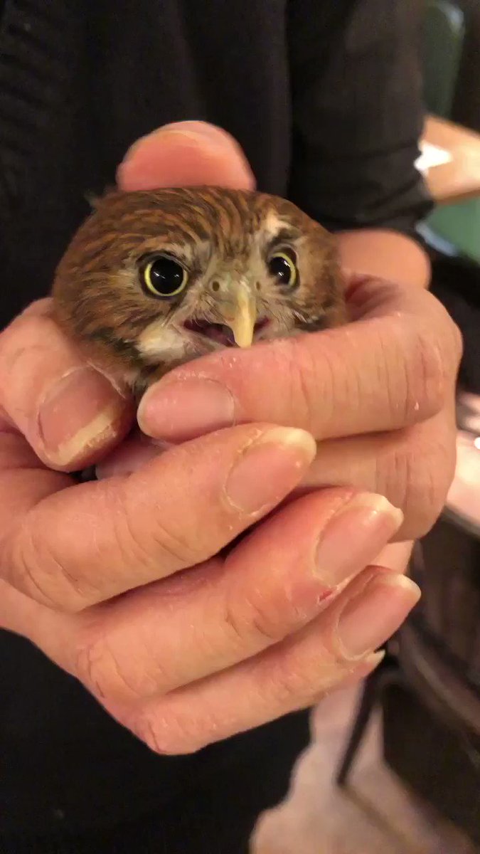 世界最小 アカスズメフクロウってどんなフクロウ コキンメまとめ 世界最小 アカスズメフクロウってどんなフクロウ コキンメまとめ