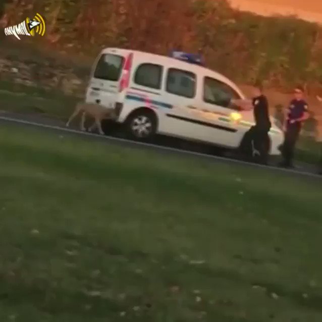 Bonjour @EmmanuelMacron,
Pas de poursuite contre la police qui tue ce chien en oct 2018, mais condamnation pour l'habitant qui filme et commente : outrage 600€ + stage citoyen 250€.
Je risque quoi si je dis que la justice est une pute ? #TuerUnChienÇaVa