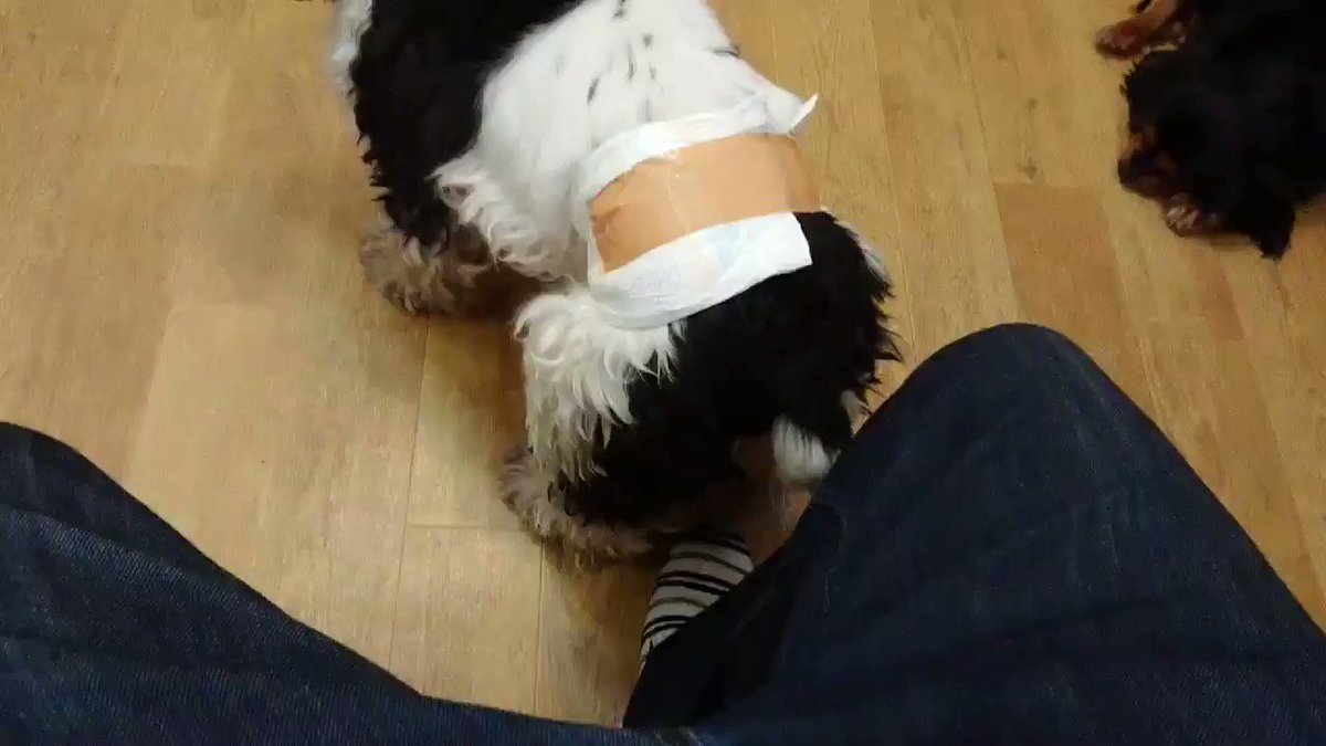 大阪 エリア別 保護犬カフェ おすすめ6選 保護犬 保護猫の里親探しならワンニャイフ