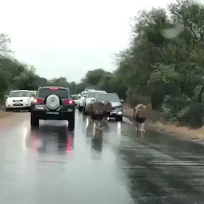orang2 jkt:"macet bgt ini sorry ya telat banyak lampu merah"
orang2 south africa:"macet bgt ini sorry ya telat banyak singa"