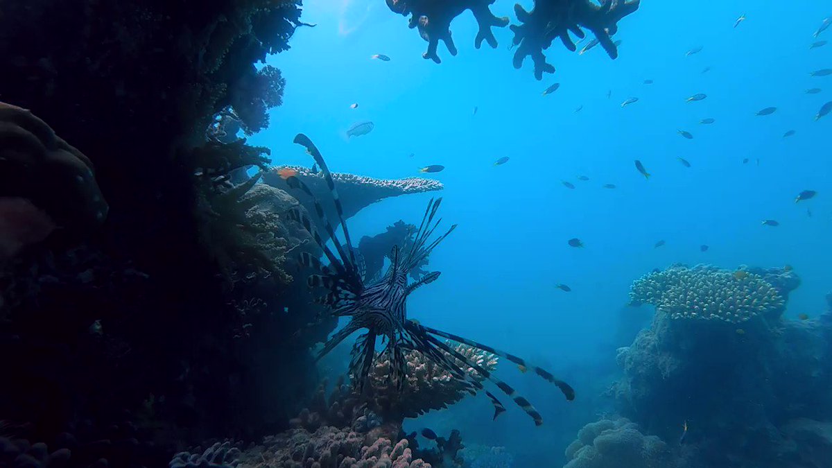 Beautiful Lionfish 🦁🐠 showing off for the camera 📸
