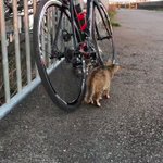 無事車検終わりました!ねこさんによる点検!