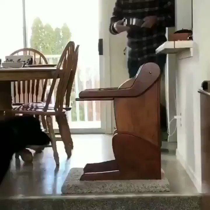 this dog has a digestive issue so his family made him a chair so that he can actually eat 😭