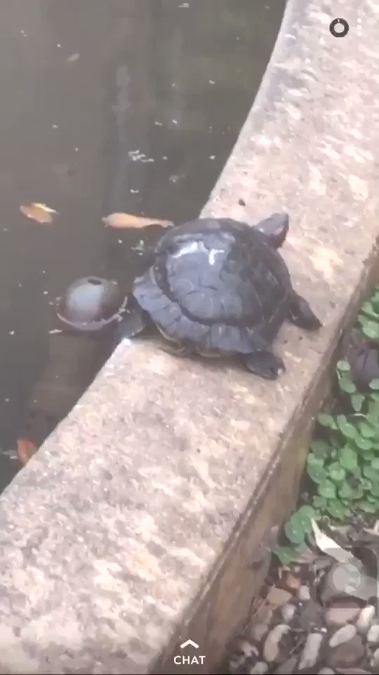 I was walking back from class this morning and decided to stop at the turtle pond to see some turts and brighten my day. When I walked home from the turtle pond, my day was even worse π