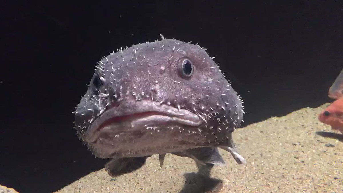 ブロブフィッシュとは 単語記事 ニコニコ大百科