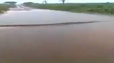 An anaconda measuring more than 50 feet found in the Xingu River, Brazil. I'll never go in the water again.