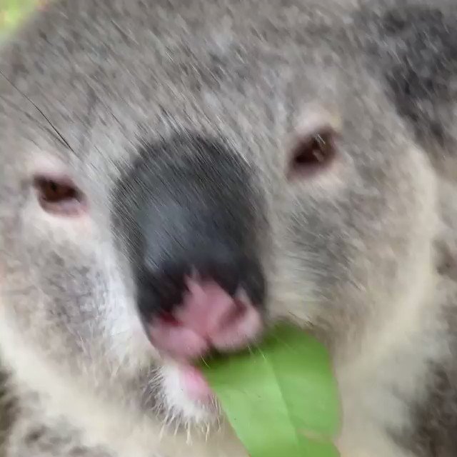 We’d usually ask Iluka to chew with her mouth closed, but she just looks so darn cute here 🙊
(Hungry koala via @austreptilepark, @NewSouthWales)
#seeaustralia #newsouthwales