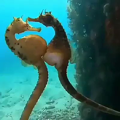 寺山英樹 タツノオトシゴのメスからオスへ卵を受け渡すシーン ハート形になるのがドラマティック ちなみに タツノオトシゴはオスのお腹の中で卵を受精させた後 オスが出産する