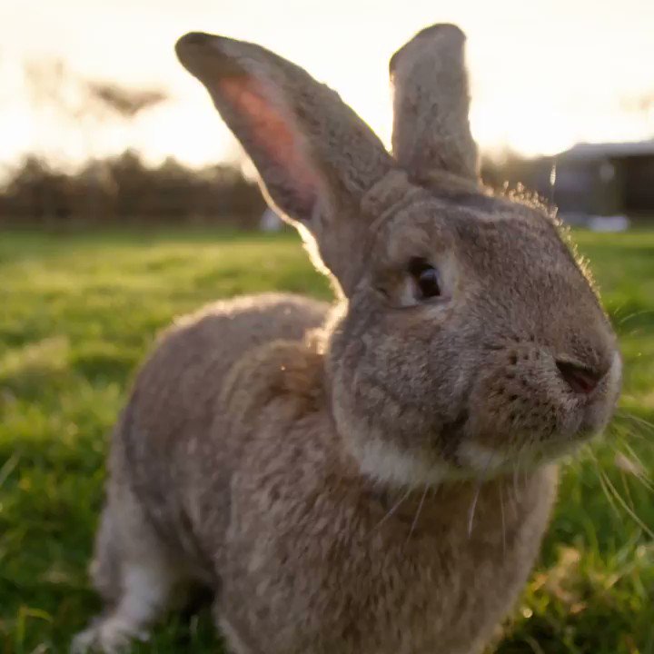 Please help us get to 100,000 signatures to urge the Government to End the Cage Age and set 16 million farm animals free . @ciwf . Sign here and please RT . . http://www.ciwf.org/endcagesΒ