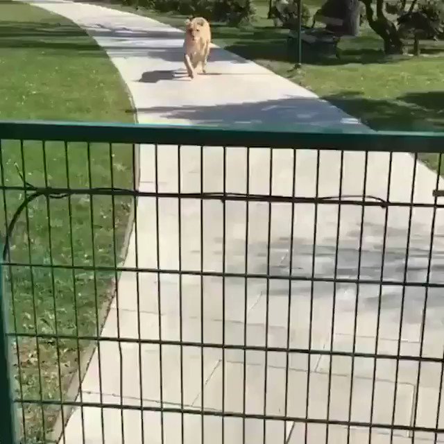 İki aslan yavrusuna annelik eden kadın, sonrasında ayrılmak zorunda kaldığı yavrularıyla 7 yıl sonra tekrar bir araya geliyor.