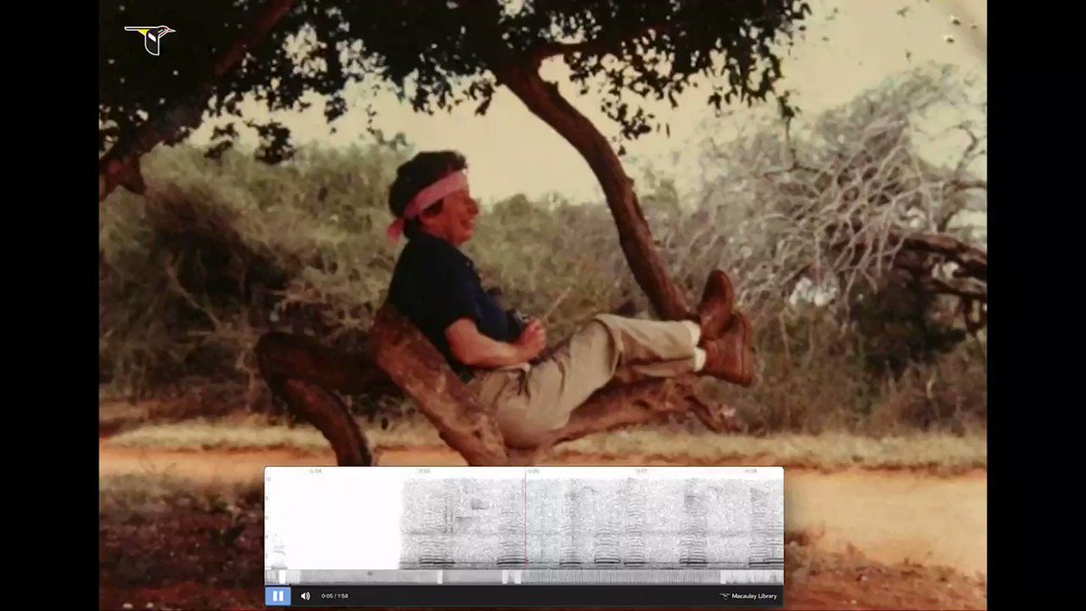 March is #WomensHistoryMonth! Avid birder and recordist Barbara Spencer contributed nearly 200 recordings to the Macaulay Library, such as this 1983 audio clip 🔊of a Toucan Barbet in Ecuador.
Support #Ornithology and #WomenInSTEM