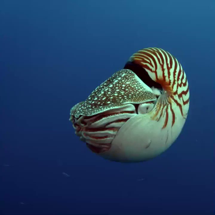 Chambered nautiluses are living fossils, and they're hanging by a thread.
The chambered nautilus needs the Endangered Species Act. Add your name now to help #StopExtinction: https://bit.ly/2O2EqcX