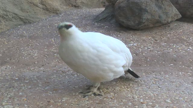 かわいい動物 全1373枚 Twitterで話題の人気画像まとめ 新着順79ページ目 かわいい動物 全1373枚 Twitterで話題の人気画像まとめ 新着順79ページ目