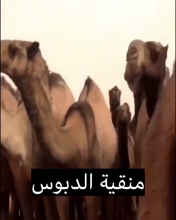 منقية الدبوس