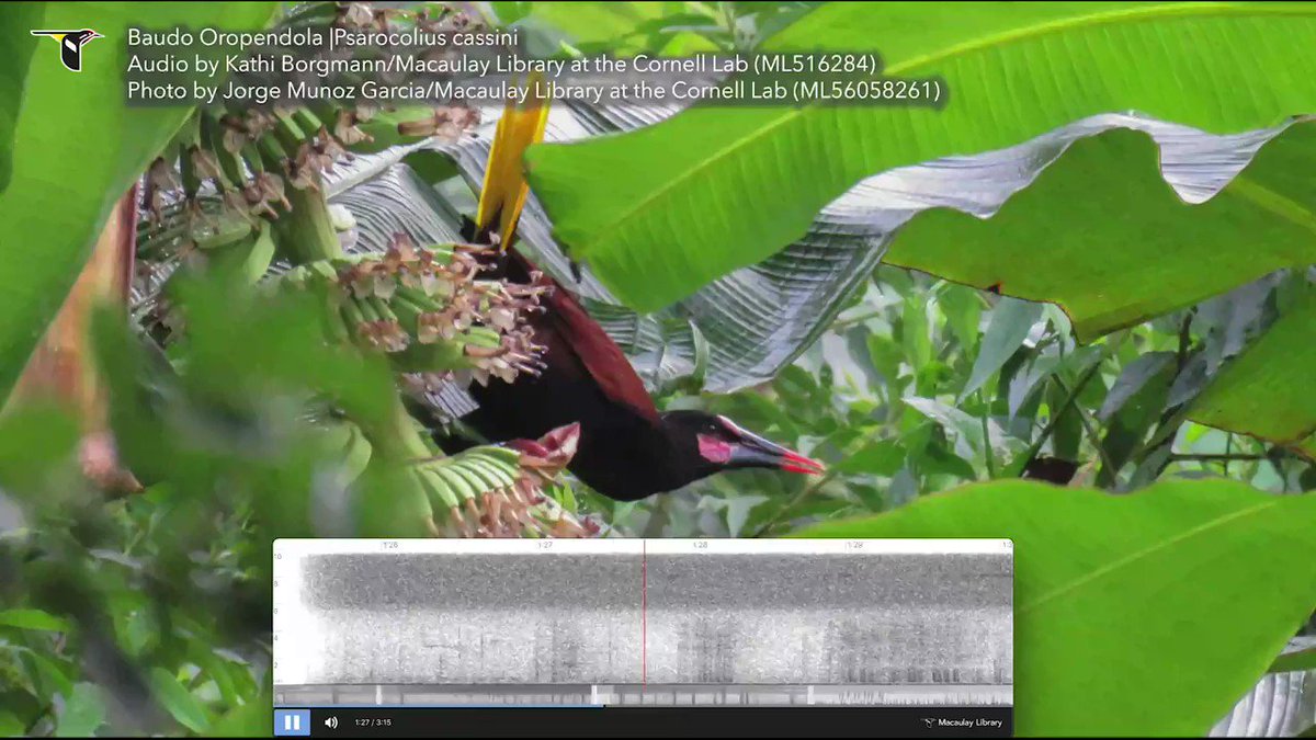 Voices of #endangered #birds from @MacaulayLibrary. Baudo Oropendolas occur in coastal lowlands & foothills of nw #Colombia, an area known as the Chocó where they are threatened by habitat loss. @IUCNRedList estimates <2,500 individuals remain #EndangeredVoices