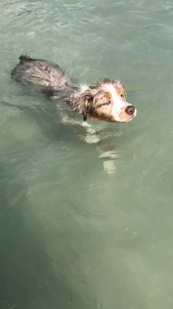 cαitlin wernentin. (@catwern5) on Twitter photo 15/03/2019 14:59:52 took finn to the dog beach, he made a fren took finn to the dog beach, he made a fren