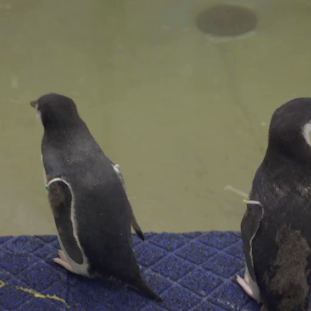See what's happening tonight at 8pm ET on #InsideTheZoo!