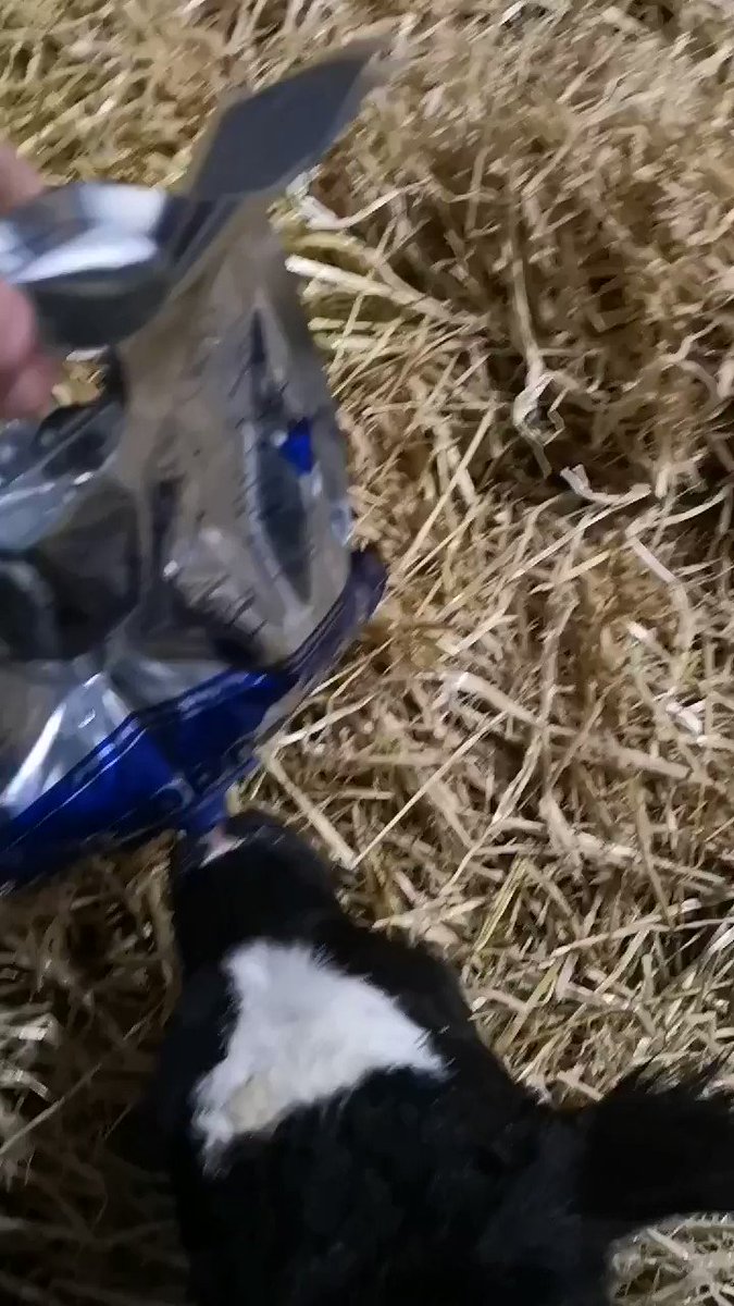 Great thread on colostrum management #colostrumisgold