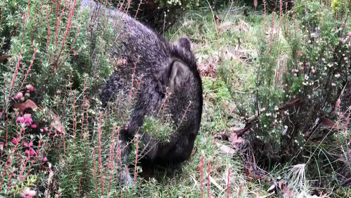 Take a minute to relax and enjoy the sounds of Tassie- singing birds and a hungry, munching wombat. Love these guys so much! So glad you captured this sweet moment @BindiIrwin ๐๐ฟ