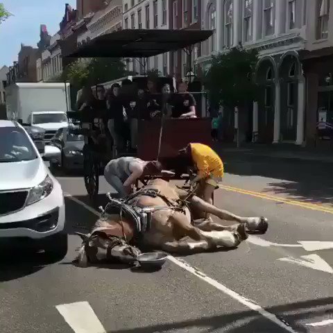 Horses deserve better than being stuck in traffic, overworked in extreme temperatures, and stuck lugging tourists for 8+ hours a day. Please don’t take carriage rides. 🐴💔