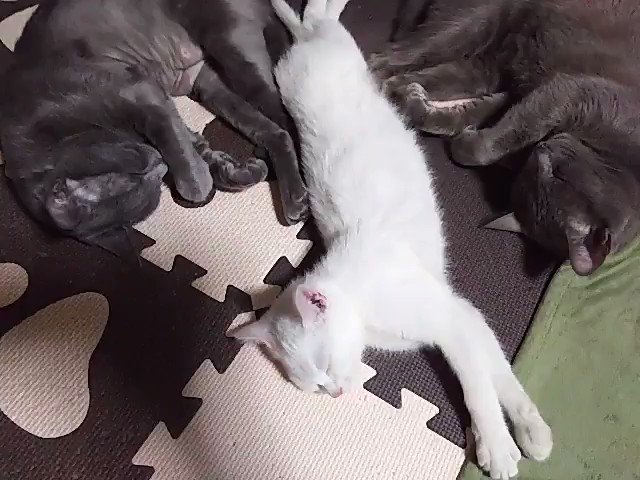 猫ちゃん達のイラスト Www Airsoftcenter Nl