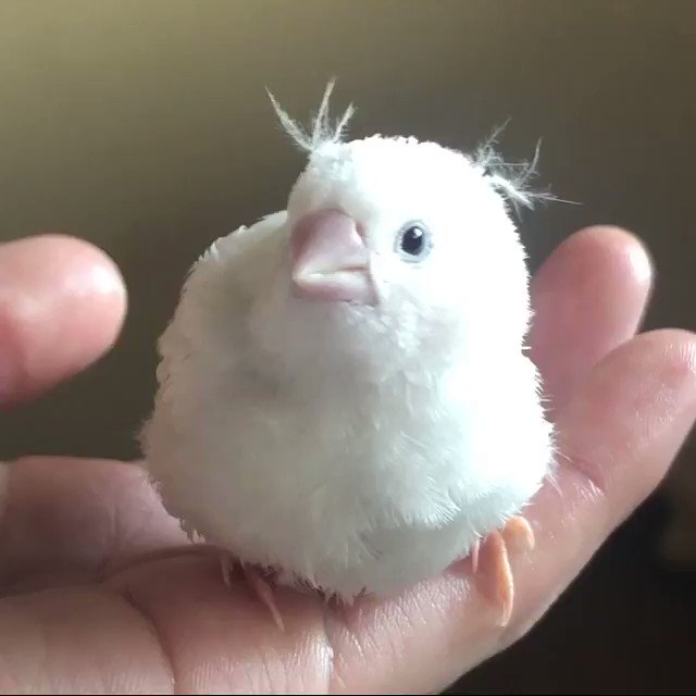 息もできないくらい
ねえ君に夢中だよ〜🎶
#白錦華鳥