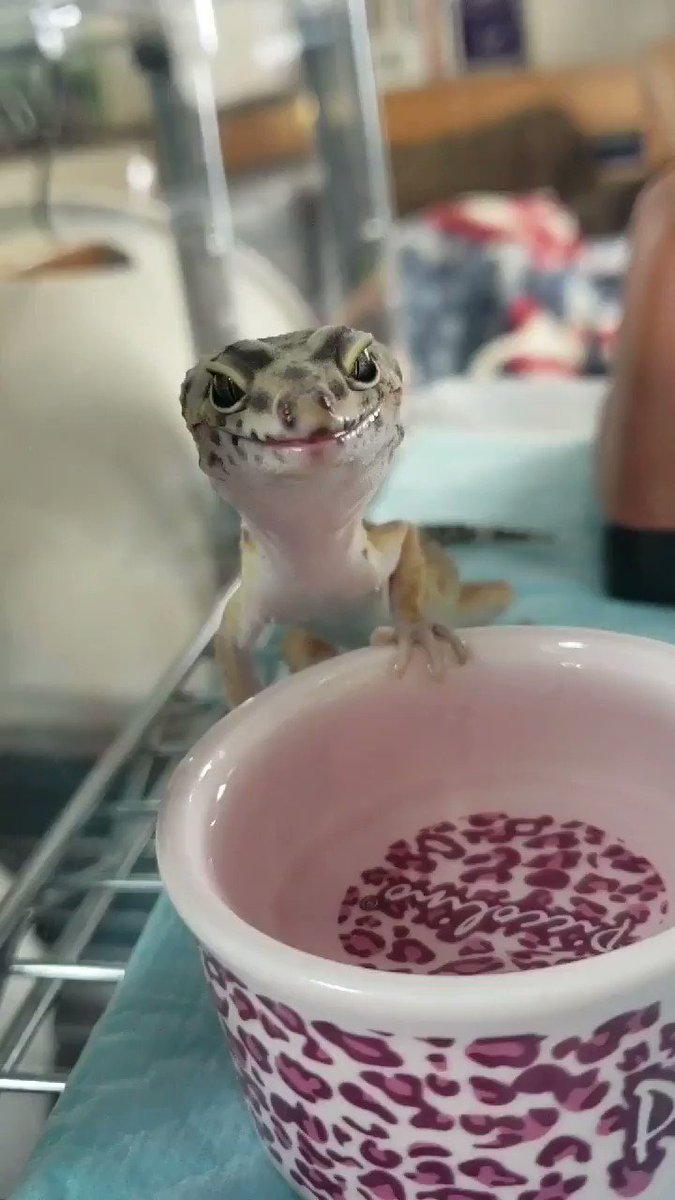 水の飲み方がすごい笑
