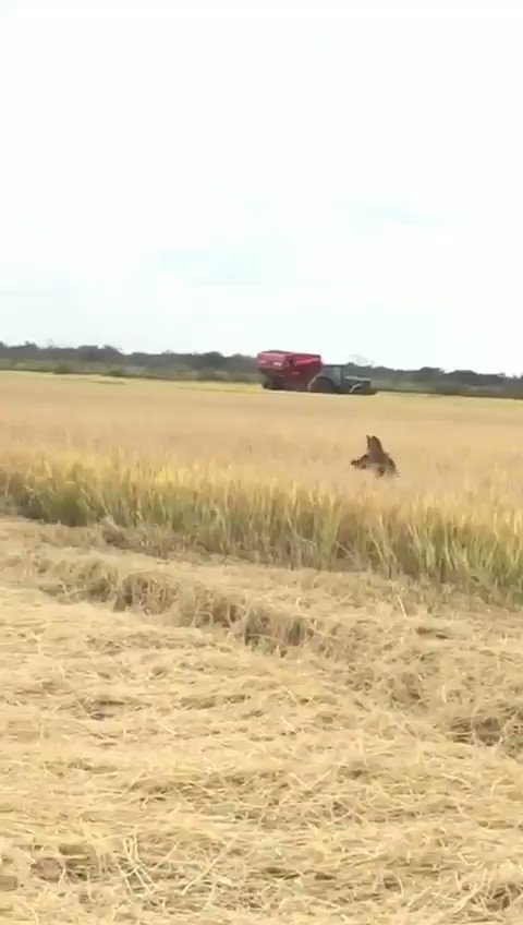 Es muy raro verlos, pero están.
2 aguará guazú en la Provincia de Corrientes, en plena cosecha de arroz.
Caricias de la Creación.
