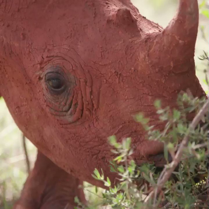 Sound on for the #cutest baby #rhino sounds EVER! #EvanGoesWild is tonight at 9pm!