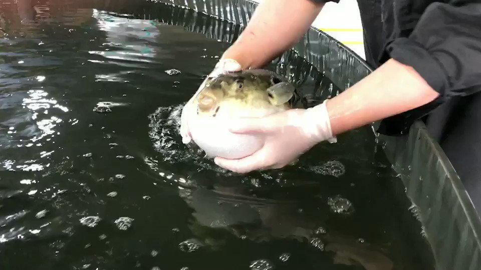 口からダバーッ 予想を超える勢いの 水を吐くフグ の動画がやっぱり不遇かわいい ねとらぼ 口からダバーッ 予想を超える勢いの 水を吐くフグ の動画がやっぱり不遇かわいい ねとらぼ