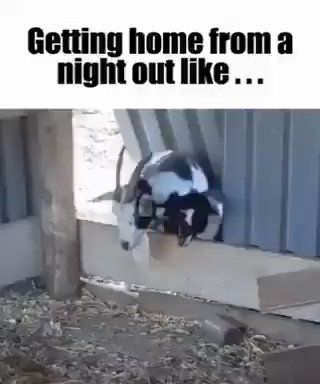 The next day... getting into work after St. Patrick's day 🍀