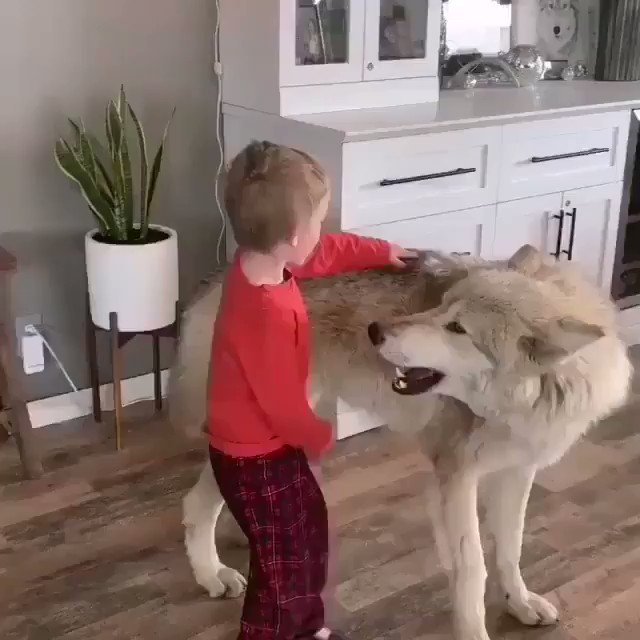 ***أزعجونا العالم
جدي معشي الذيب
جدي مخاوي الذيب
وهالنتفه الحمر يعوي مع الذيابه في بيته 😂😂😂***