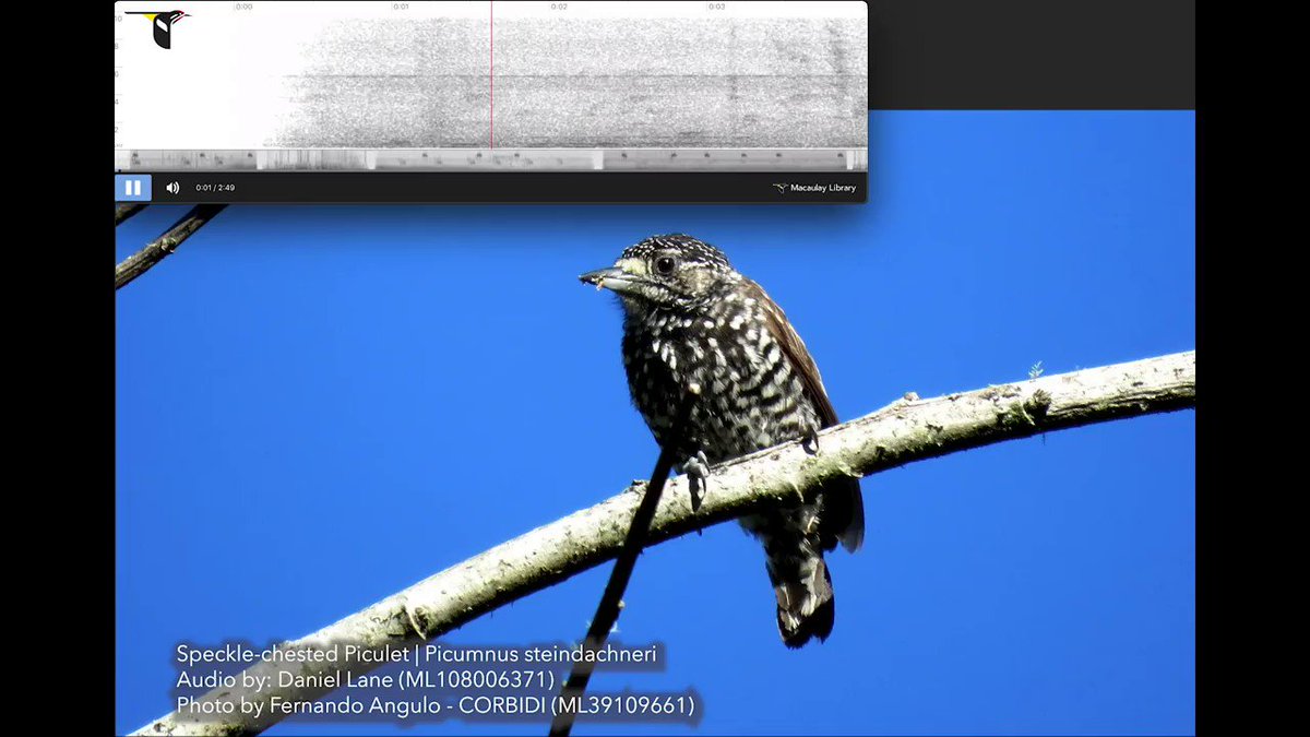 This Speckle-chested Piculet is smaller than a warbler & just a tad bigger than a Ruby-throated Hummingbird! It sings a high-pitched trill in humid tropical & subtropical forests in a small part of NW Peru where it is threatened by habitat loss & degradation.
#EndangeredVoices