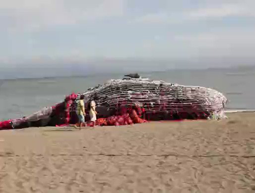 40kg. That's how much plastic was found inside a whale that washed ashore recently in the Philippines.
It's urgent for corporations to redesign their packaging and systems to minimise plastic waste. Demand action NOW >> https://act.gp/2MEHBqy
#BreakFreeFromPlastic