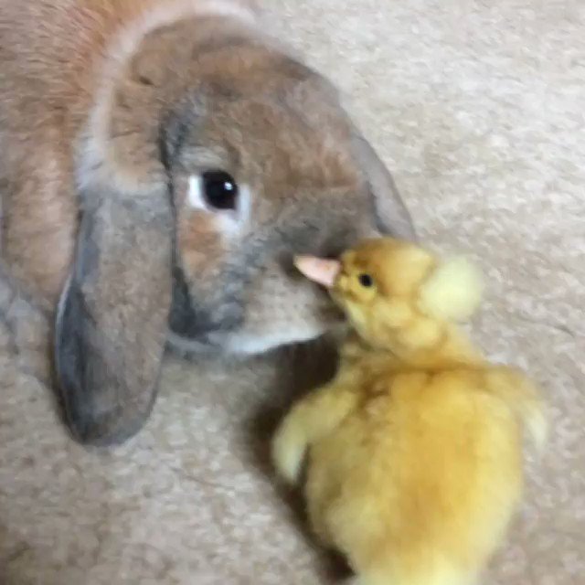 19th March 2019
