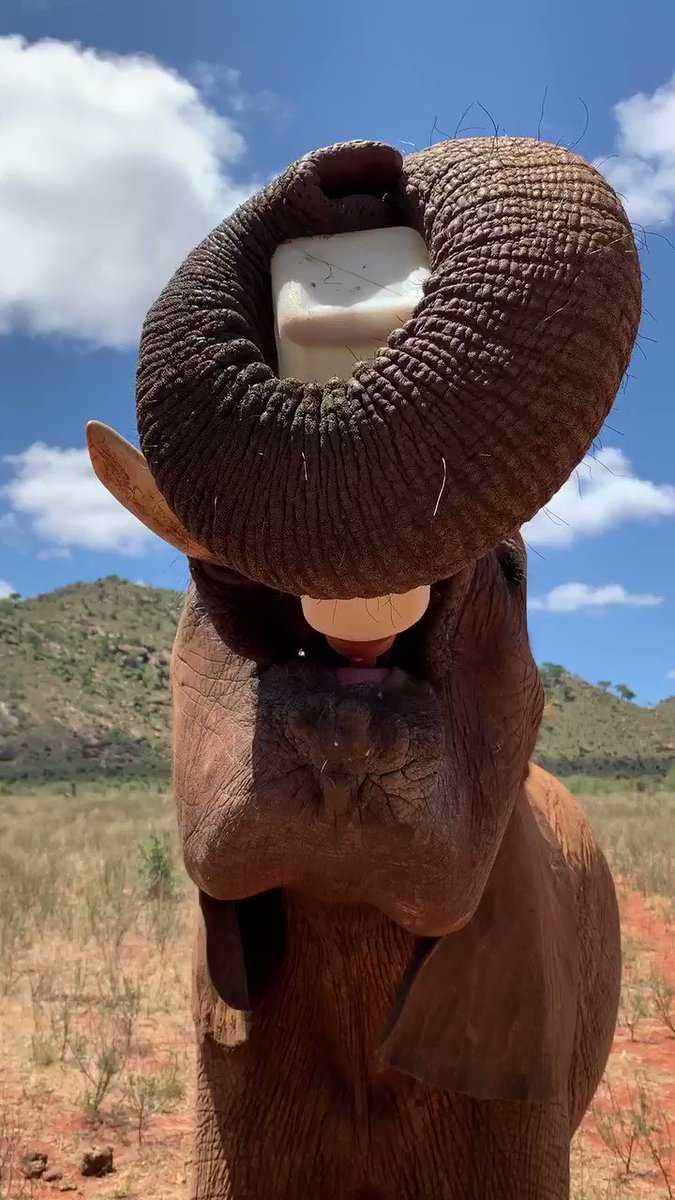 Bottoms up! 6 year old Mudanda has lots of trunk talent: When she’s not showcasing her bottle holding skills, she’s picking up huge chunks of red soil and blowing them into the air. Read her rescue story: http://www.sheldrickwildlifetrust.org/orphans/mudanda