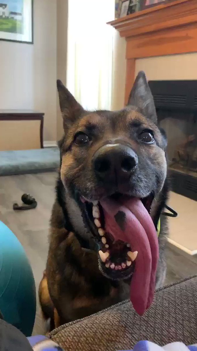 Whooos a good boy?