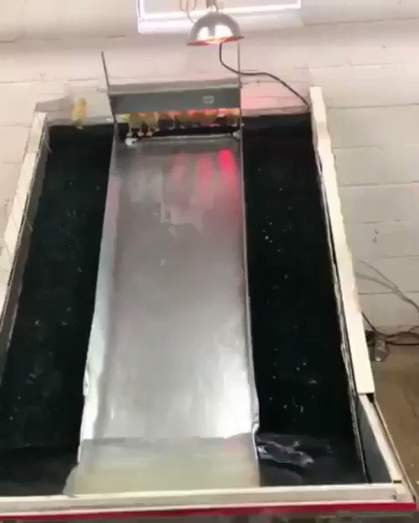 If you had a bad day, here is a water slide for ducklings