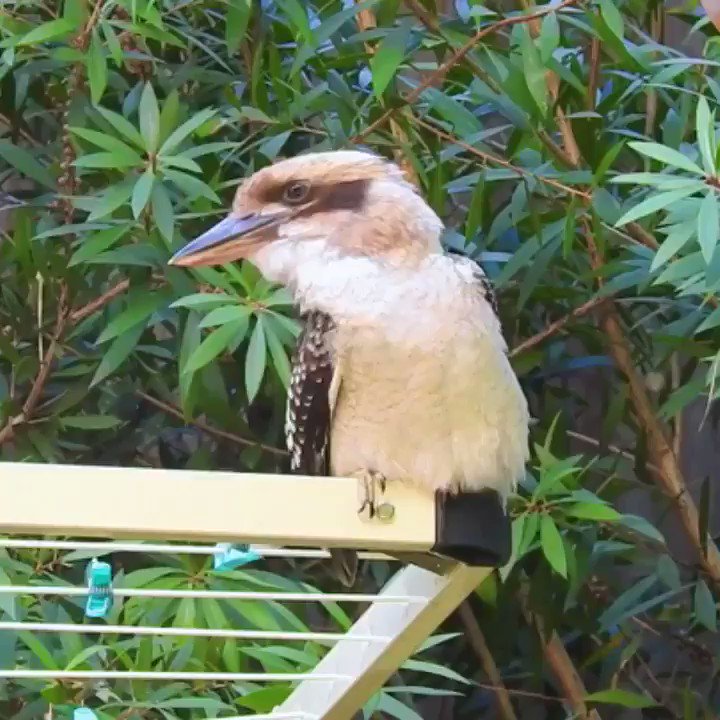 Wait for it.... wing streeeeetch... this darling kookaburra visits every afternoon. I couldnโt believe that I managed to captured this wonderful moment on video, so I had to share๐