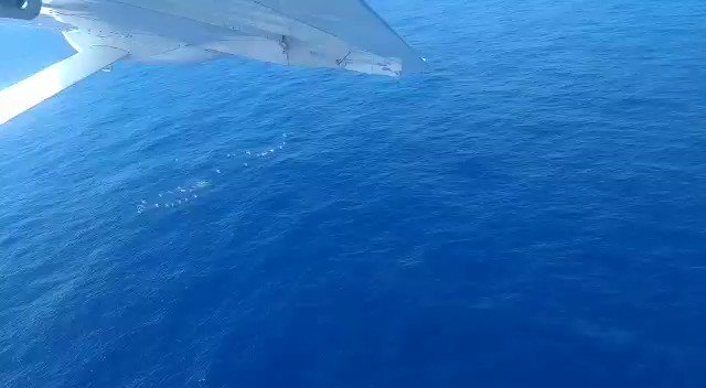Trabalhar no mar tem dessas coisas. Um grupo de 40 cachalotes foi avistado recentemente na Bacia de Santos pela equipe do Projeto de Monitoramento de Cetáceos.
Imagina a emoção da nossa equipe ao se deparar com essa turma dando uma voltinha pela costa brasileira! 🐋