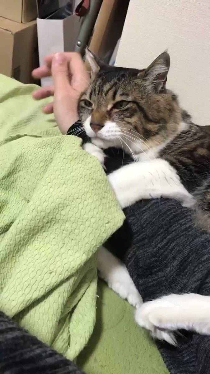 束縛の儀www腕を一人じめする猫ちゃんw