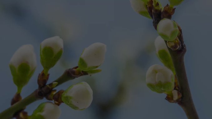 Yerleştirilmiş video