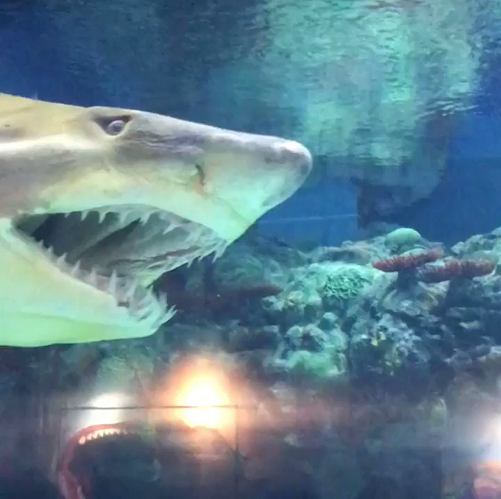 Grandma shark!