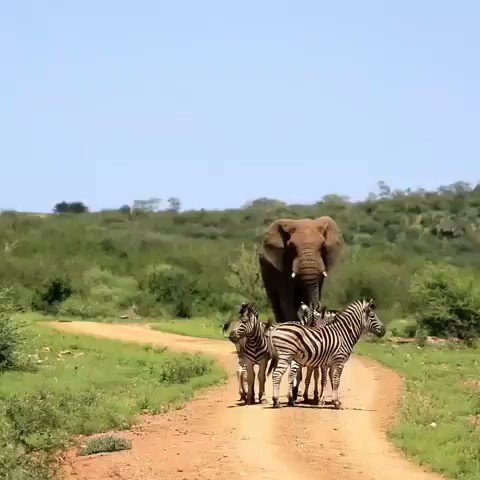 Majestic! Majestic! Majestic!