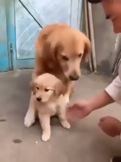 親が子を守るのは犬も同じ！母親犬の愛情を感じる！