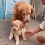 親が子を守るのは犬も同じ!母親犬の愛情を感じる!