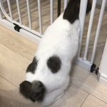 キッチンの入り口に猫よけの柵を設置したところさっそく侵入を試みる猫 しかしまさかの結末が Togetter