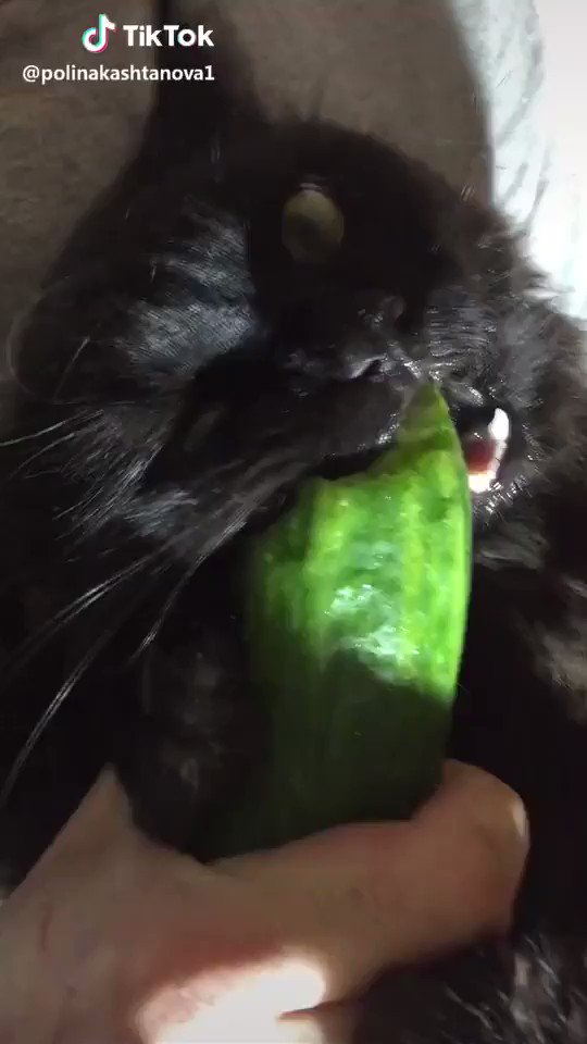 When your “kitty” finally gets some “cucumber”. 😈