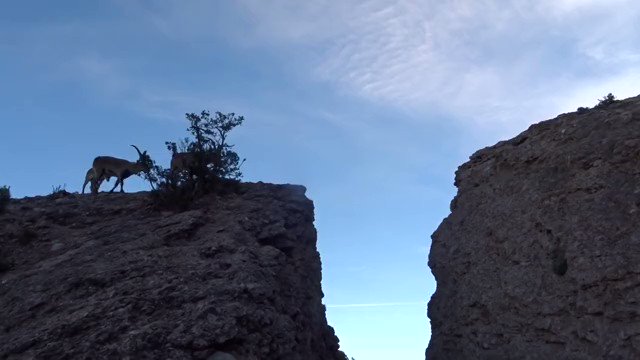 Family of goats jump over a mountain gap ... 😊💗